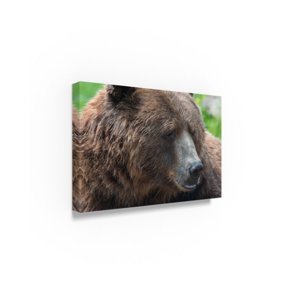 Robert Michaud 'Brown Bear' Canvas Art,30x47